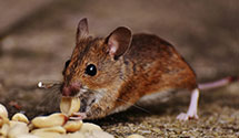 24 Hour & Emergency Exterminators in Tollhouse, CA
